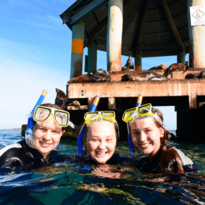 Dolphin & Seal Swim