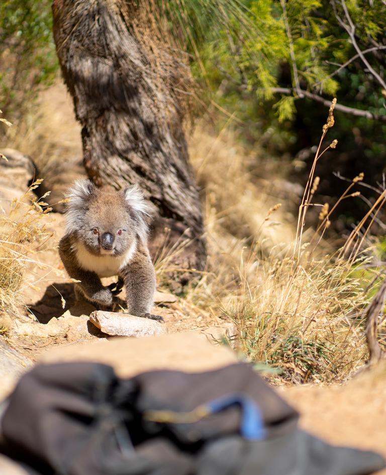 See the wildlife when you visit Morialta.