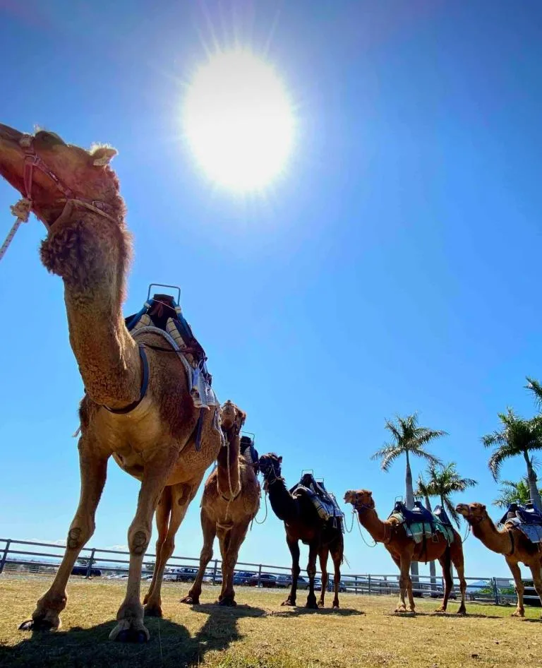 Camel ride is a favourite with the children.