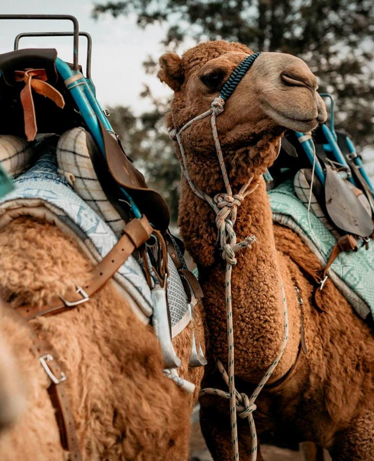 Ride a camel at Australia's largest camel farm and dairy.