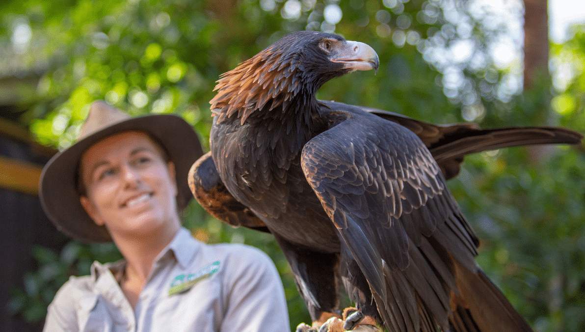 Australian Wedged-tail Eagle at Currumbin Wildlife Sanctuary