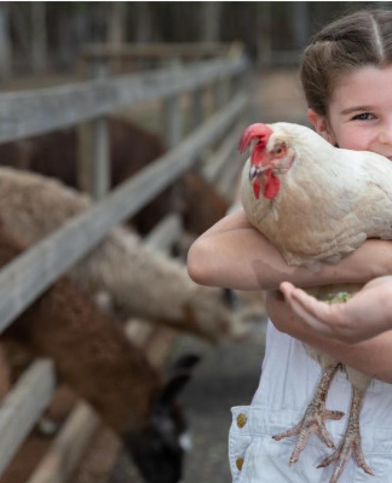 Chickens on the farm