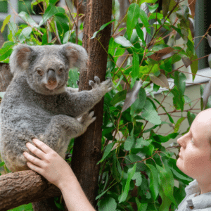 Local koalas at Daisy Hill