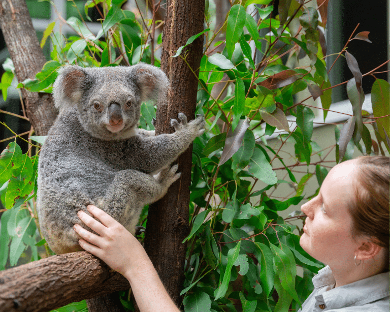 Local koalas at Daisy Hill
