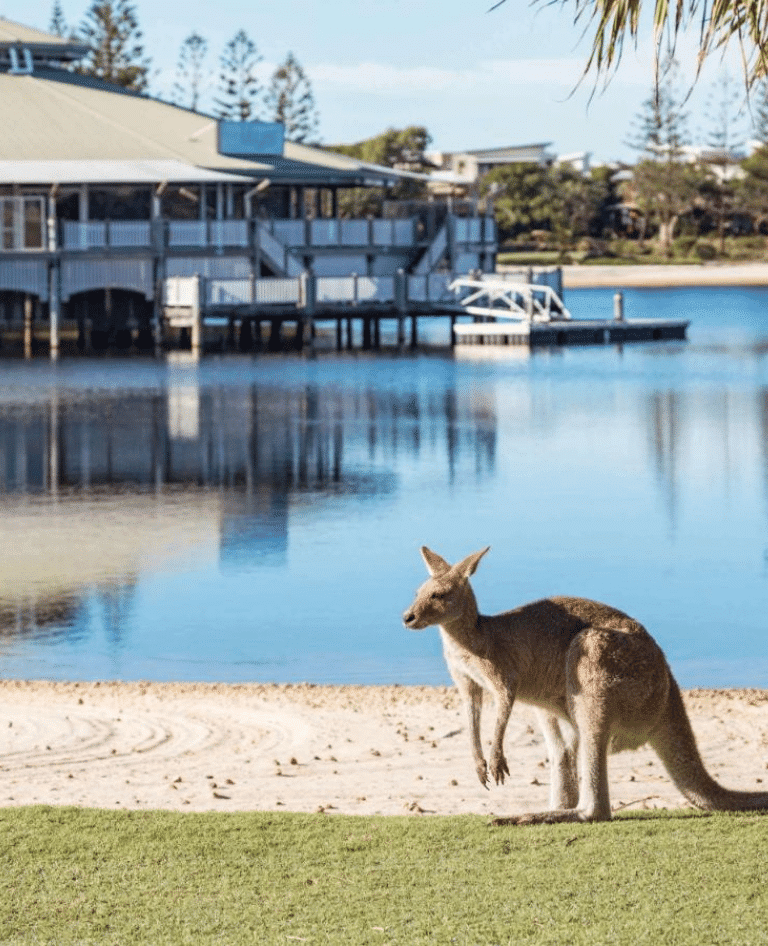 Kangaroo on the beach at Twin Waters