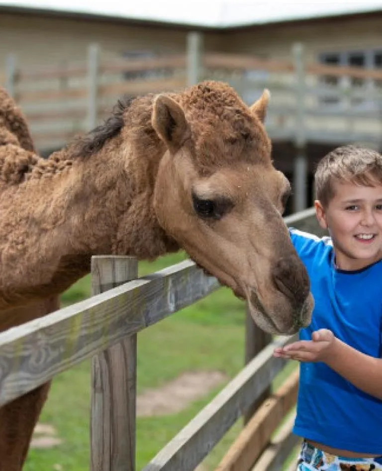 Boy patting Camel