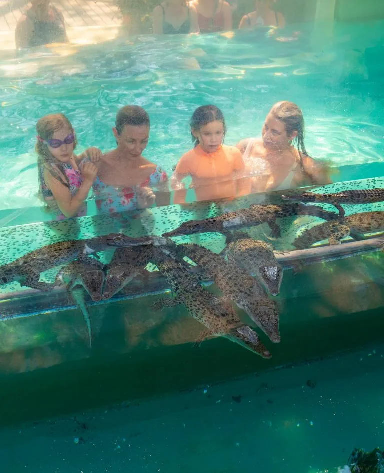 Swimming with the baby crocs