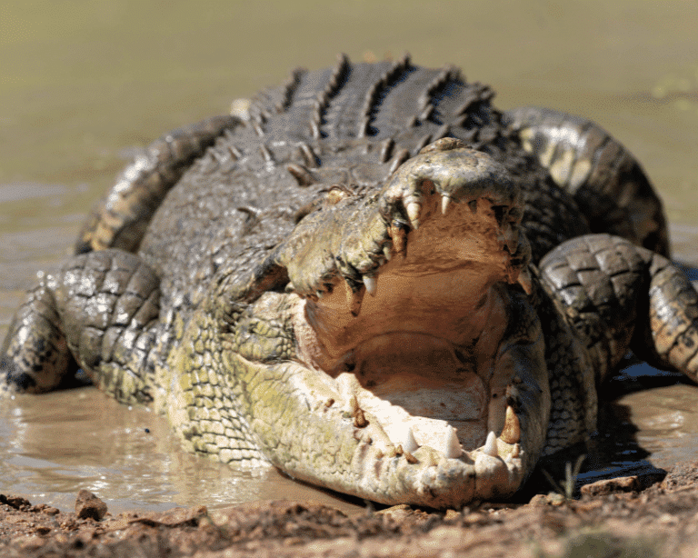 Rescue Crocodile