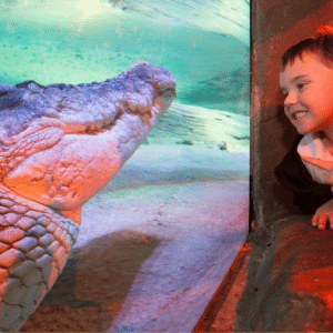 Croc at Sydney Wild Life Zoo
