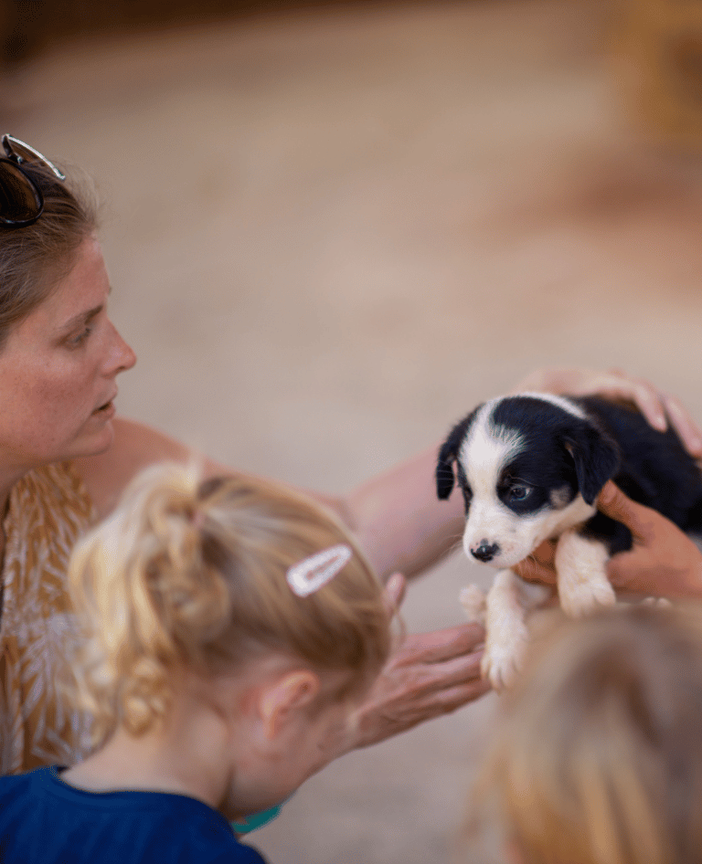 Working dog pups