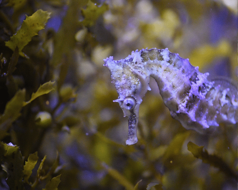 Seahorse at Sea Life