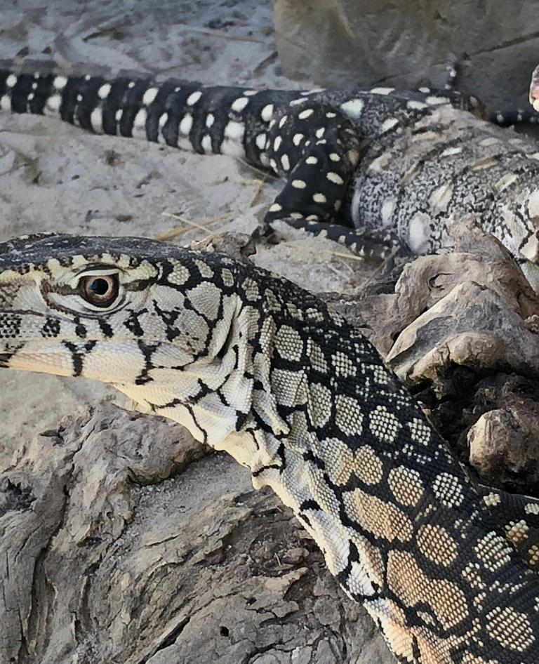 Canberra Reptile Zoo