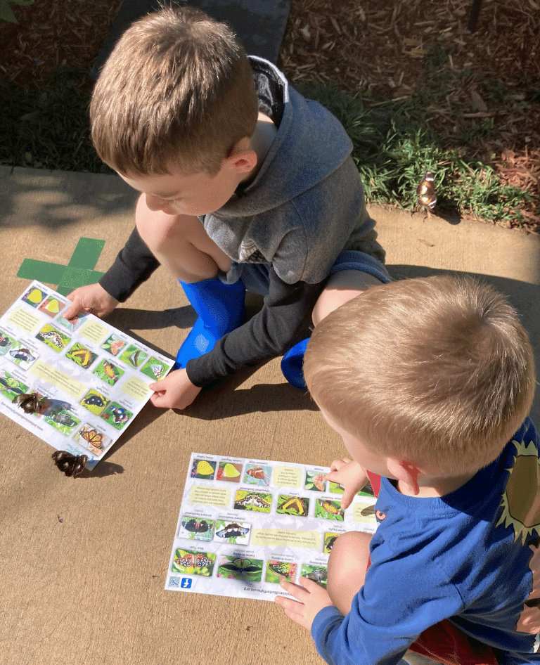 Investigating Butterfly Species