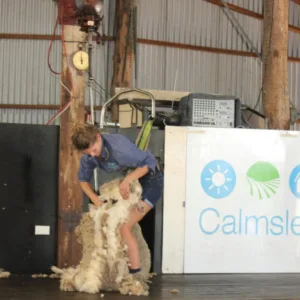 Sheep sheering at Calmsley Hill City Farm