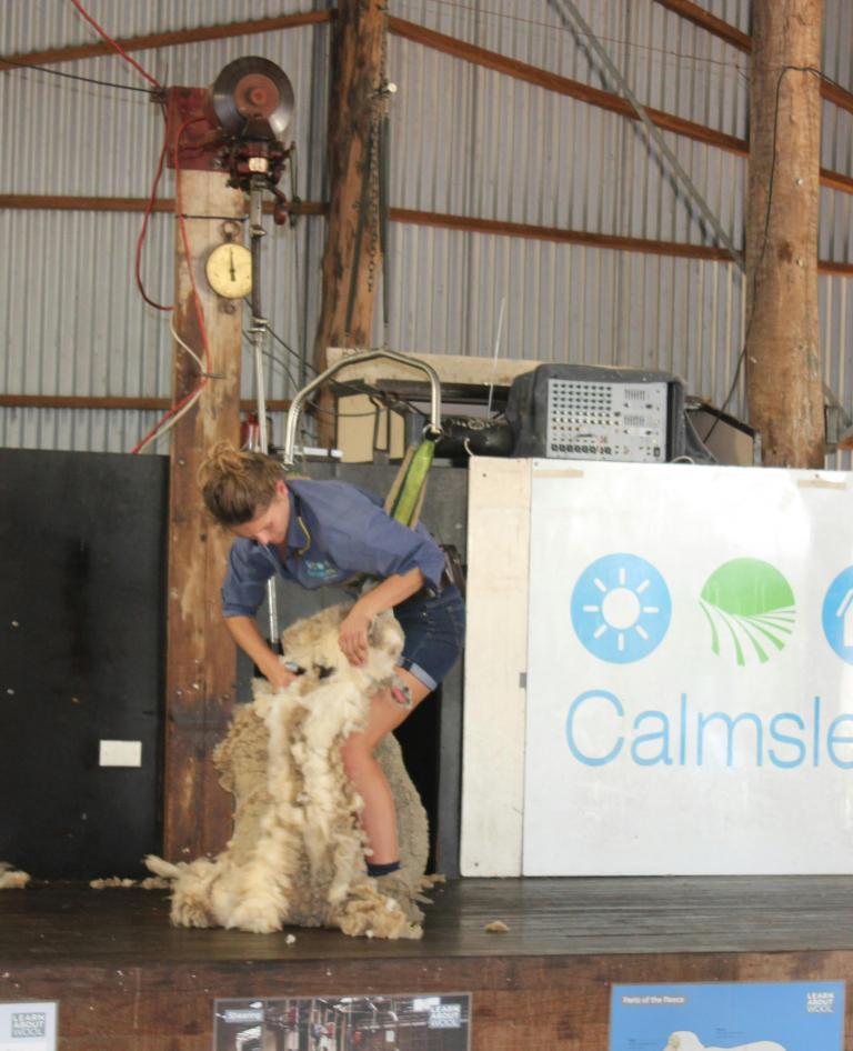 Sheep sheering at Calmsley Hill City Farm