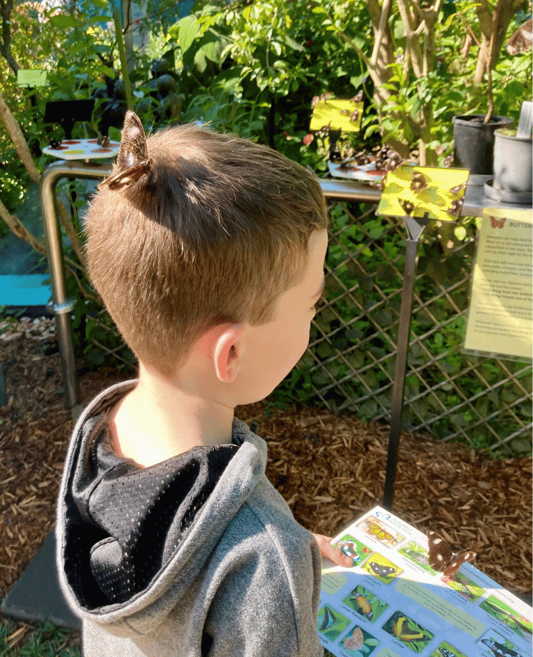 Boy surrounded by butterflies