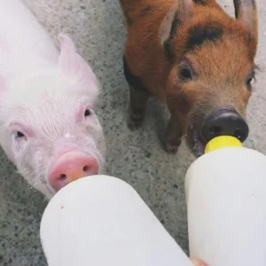 Feeding pigs