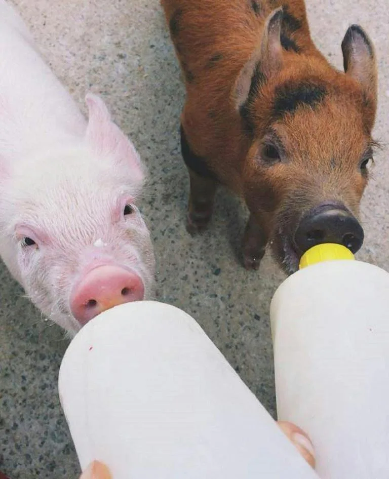 Feeding pigs