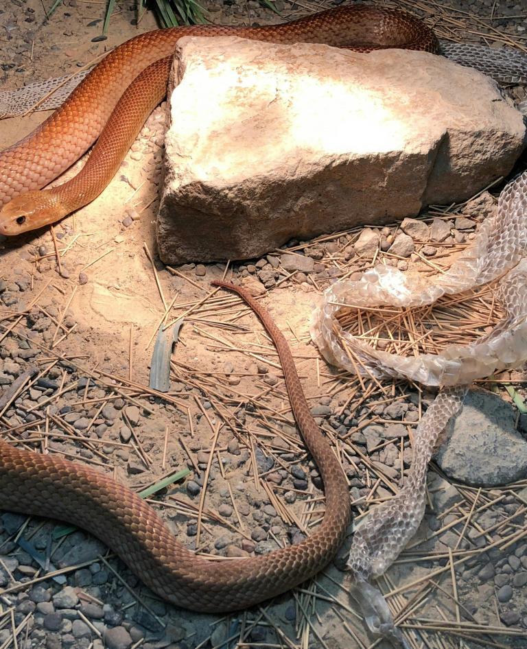 Canberra Reptile Zoo