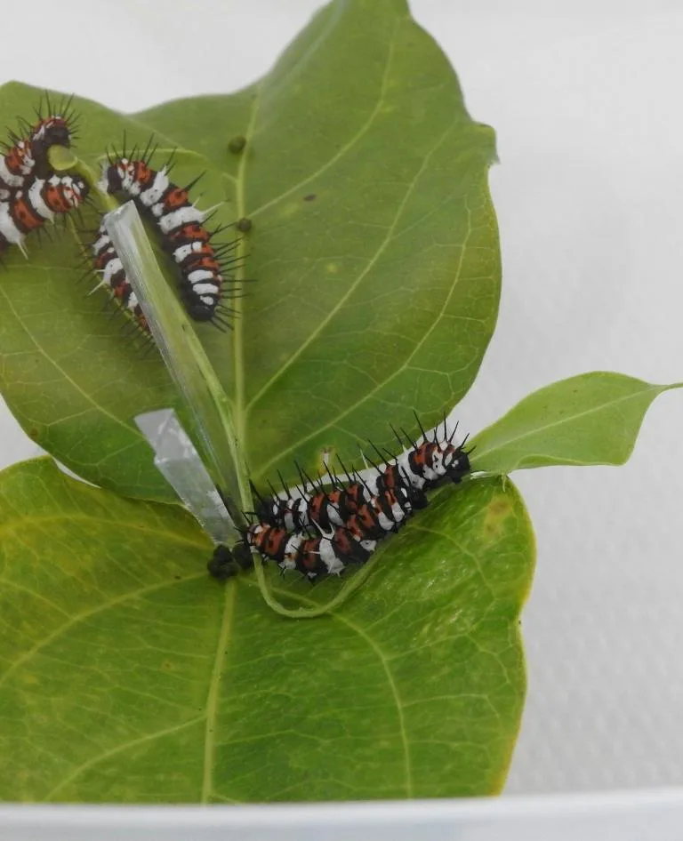 Caterpillar