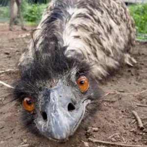 Emu