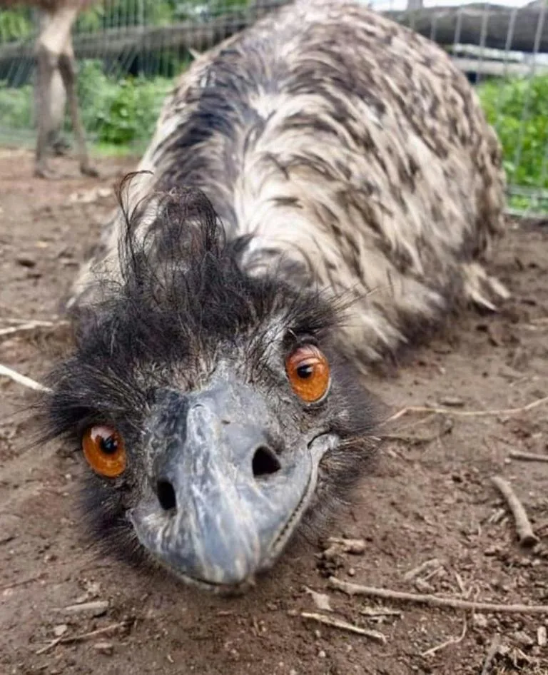 Emu