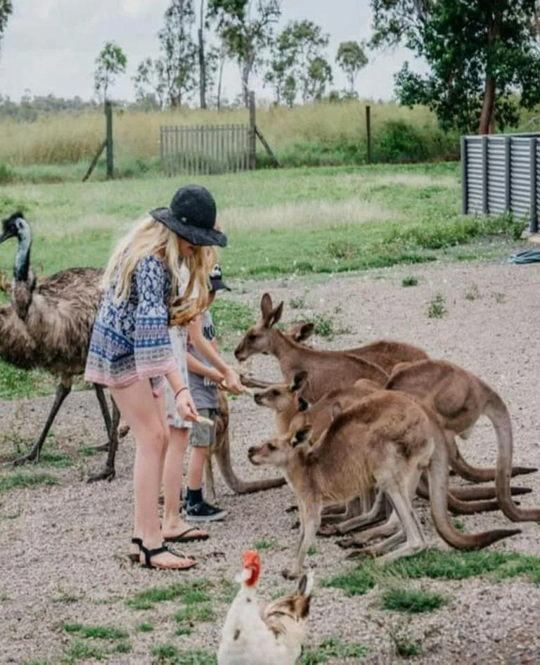 Feeing Kangaroo