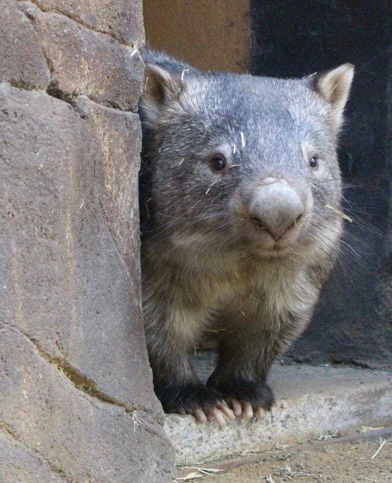 Wombat