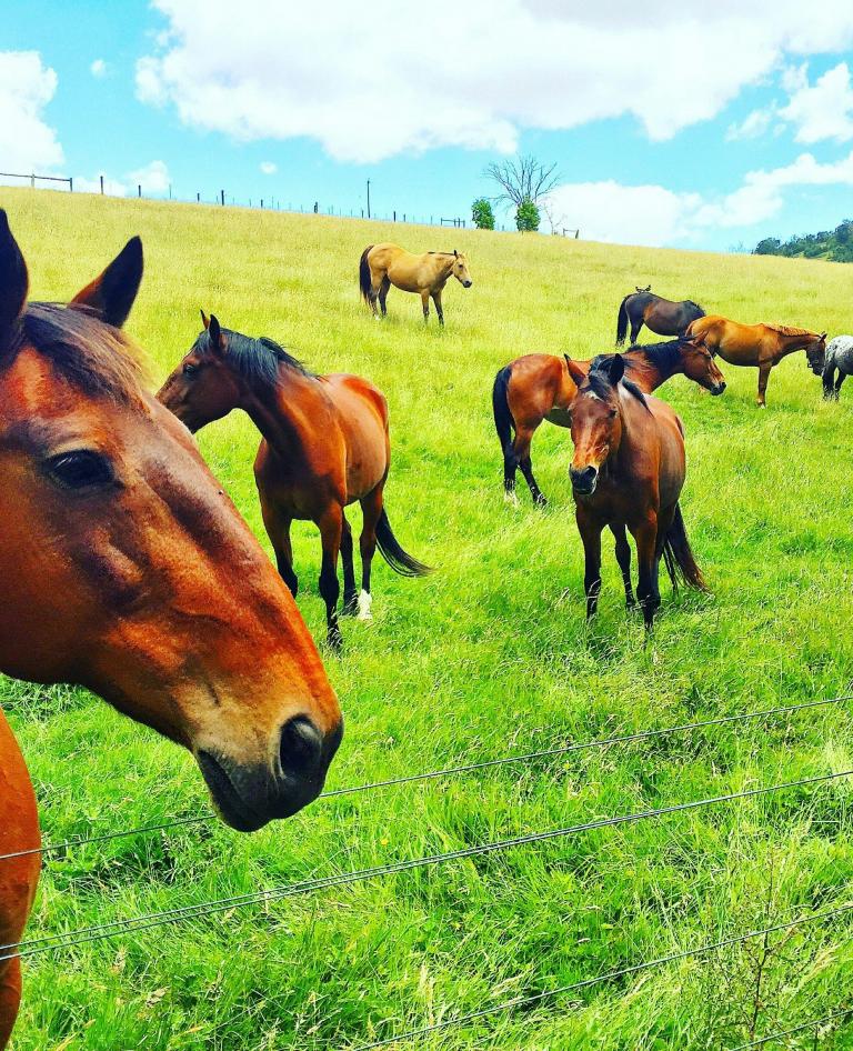 Horses in the paddock