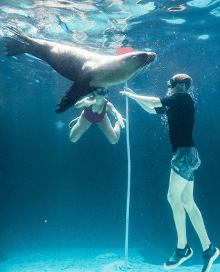 Underwater with seal