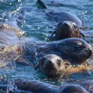 Phillip Island Seal Cruise
