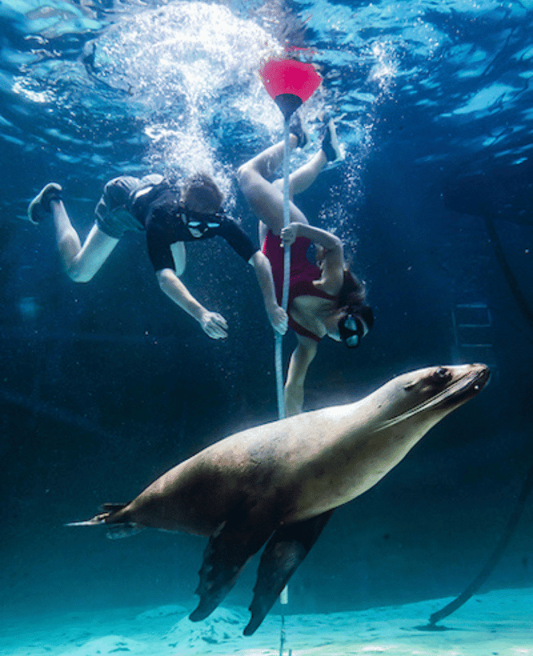 Swimming underwater with seal