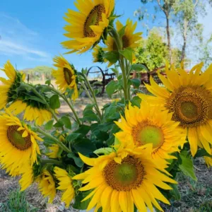 Sunflowers