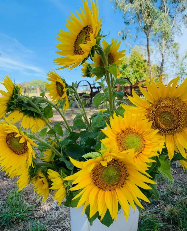 Sunflowers