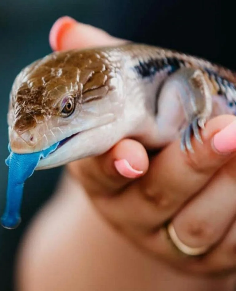 Blue Tongue Lizard