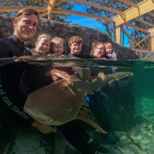 Zebra Shark Encounter