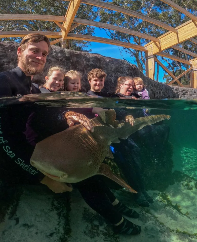 Zebra Shark Encounter