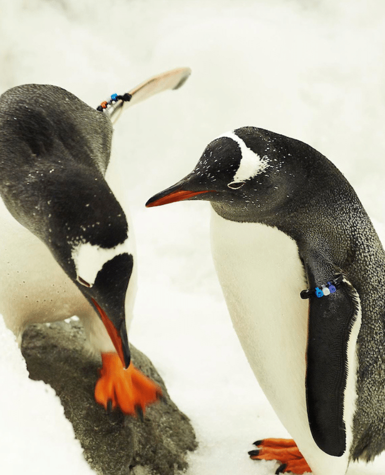 Penguins playing