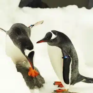 Penguins exploring