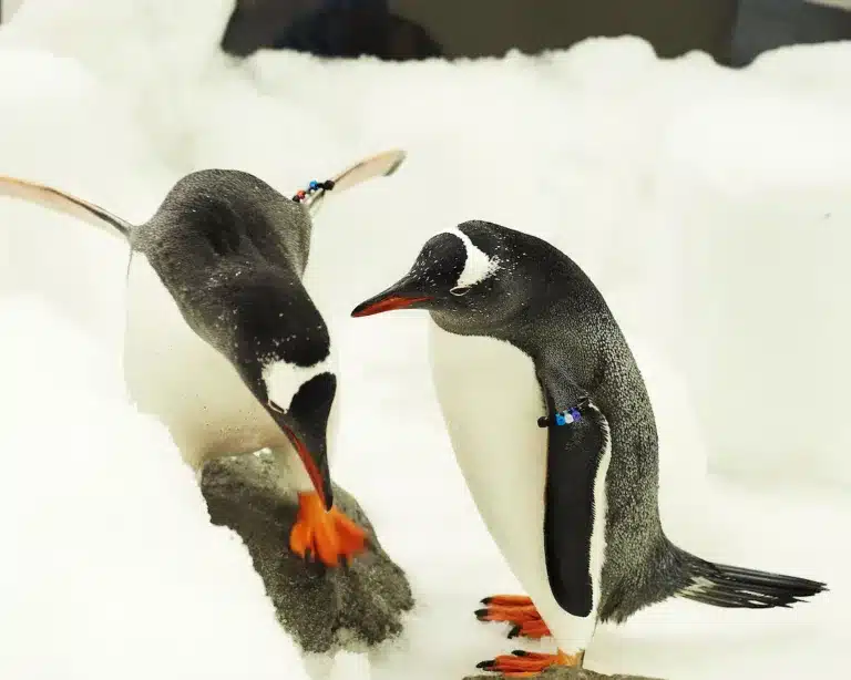 Penguins exploring