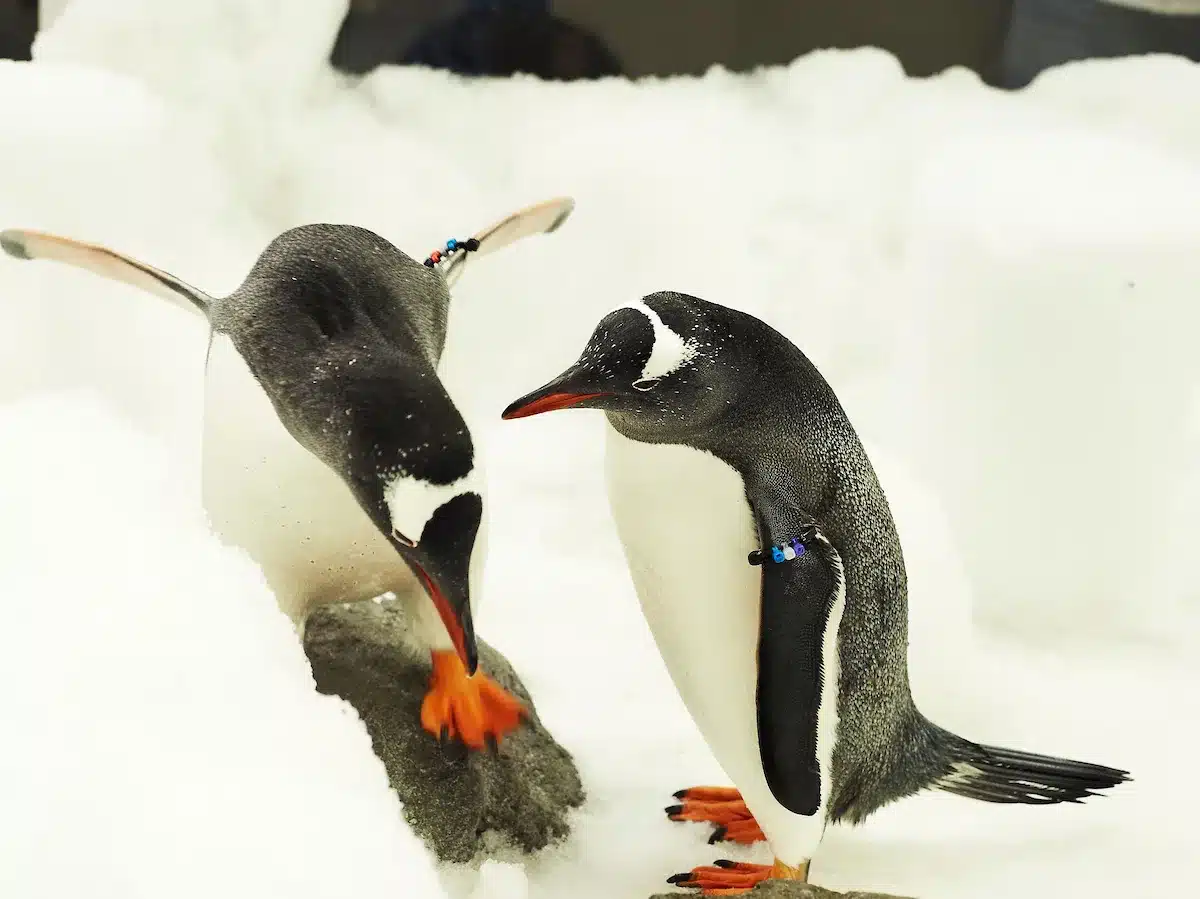 Penguins exploring