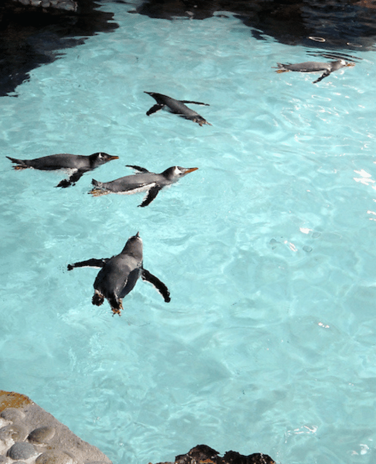 Penguins swimming