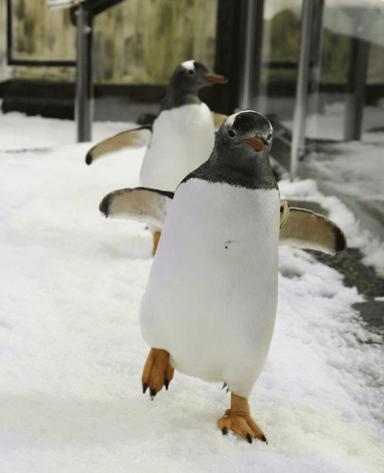 Gentoo Penguins