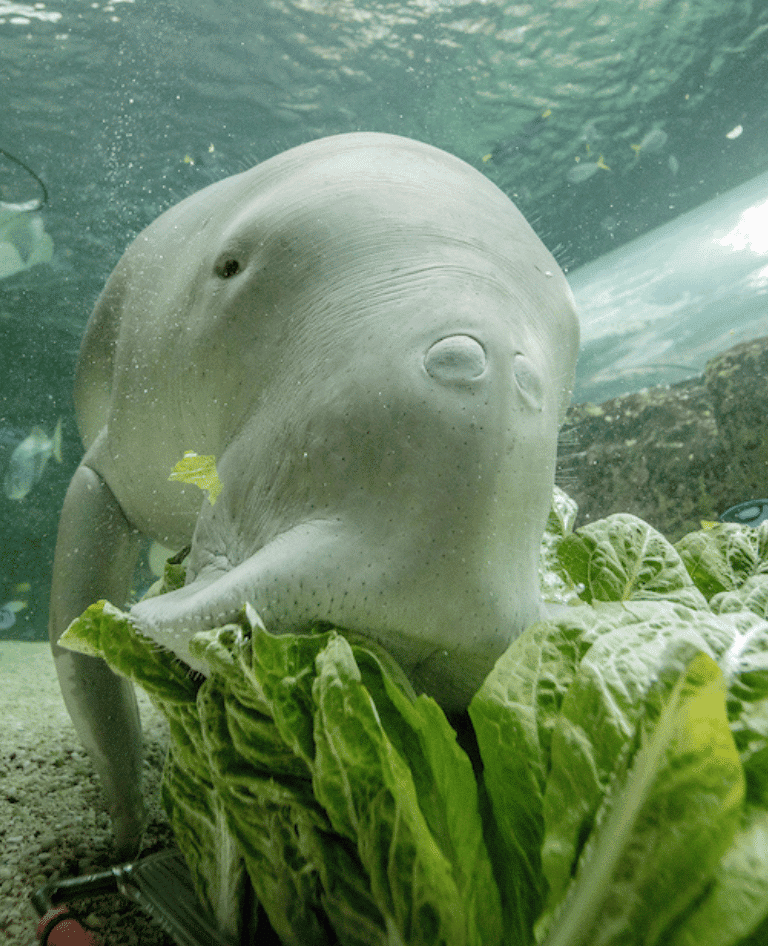 SLS Pig the Dugong