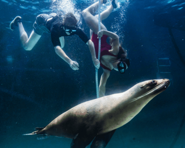 Swimming with a seal