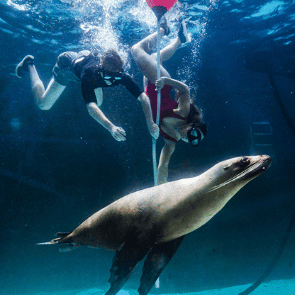 Swimming with a seal