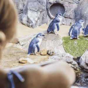 Little Blue Penguins