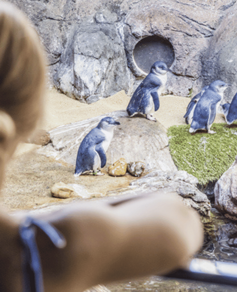 Little Blue Penguins