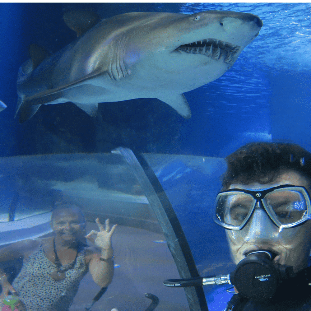 Shark dive