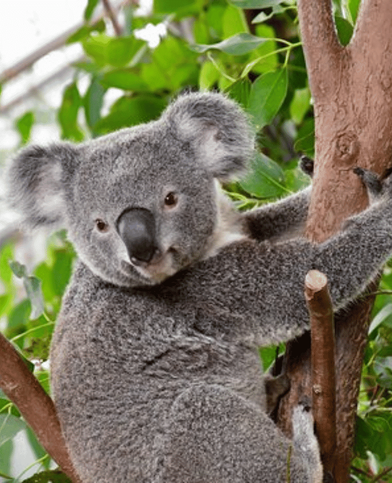 Koala